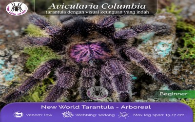 AVICULARIA SP COLUMBIA JUVIE TARANTULA